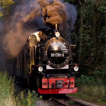 Sturmmoewe Sellin (Rugen)